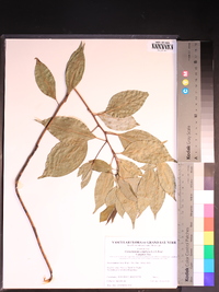 Cinnamomum camphora image