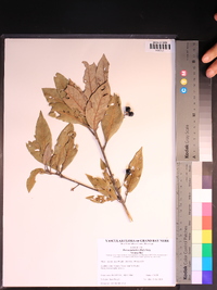 Persea palustris image
