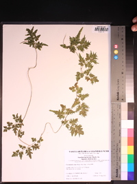 Lygodium japonicum image