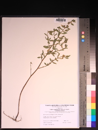 Cuphea carthagenensis image