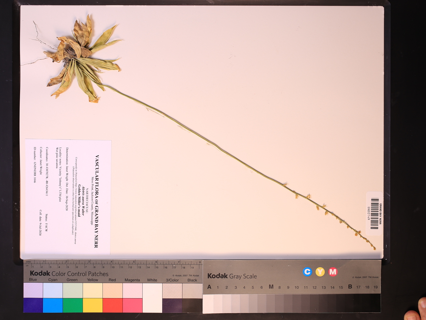 Aletris aurea image