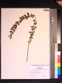 Ligustrum sinense image