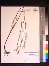 Ludwigia linearis image