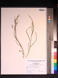 Bromus catharticus image