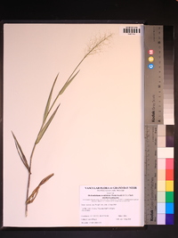 Dichanthelium sphaerocarpon var. floridanum image