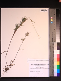 Dichanthelium acuminatum subsp. longiligulatum image