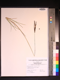 Eustachys petraea image