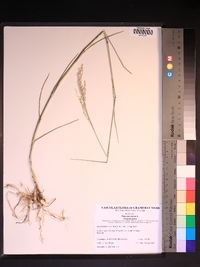 Panicum repens image