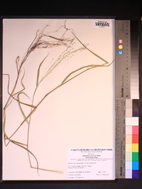 Kellochloa verrucosa image