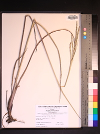 Paspalum floridanum image