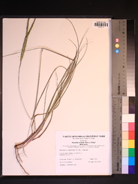 Paspalum notatum image