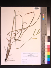 Paspalum praecox image