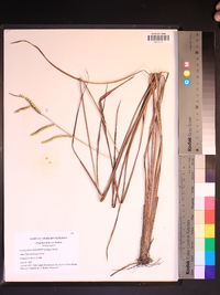 Paspalum praecox image