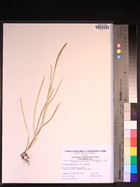 Stenotaphrum secundatum image