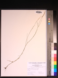 Polygala leptocaulis image