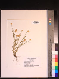 Polygala lutea image