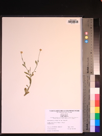 Polygala lutea image