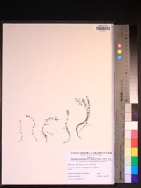 Oldenlandia salzmannii image