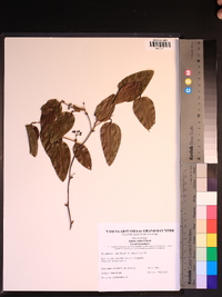 Smilax walteri image