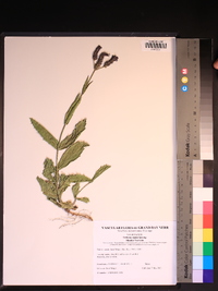 Verbena rigida image