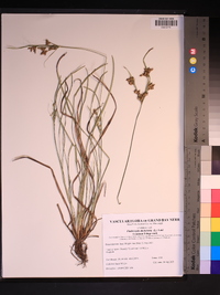 Fimbristylis dichotoma image