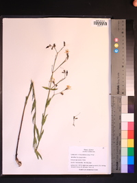 Rhexia alifanus image