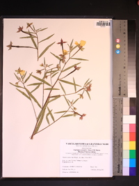 Ludwigia octovalvis image