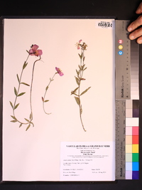 Rhexia nashii image