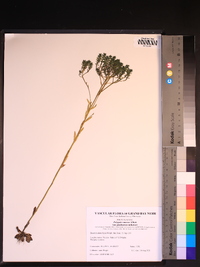 Polygala ramosa image