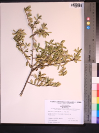 Ilex myrtifolia image