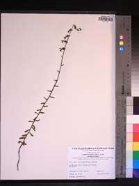 Lobelia brevifolia image