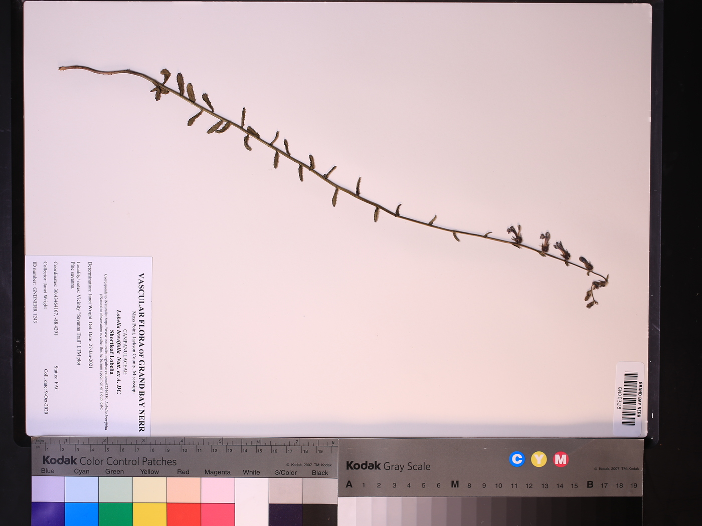 Lobelia brevifolia image