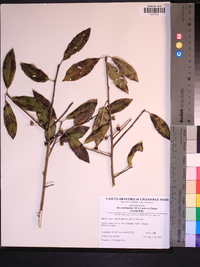 Ilex amelanchier image