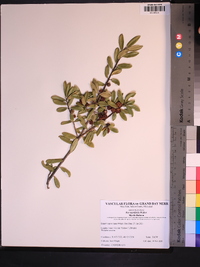 Ilex myrtifolia image