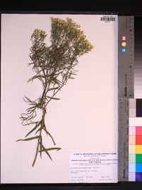 Euthamia leptocephala image