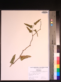 Smilax bona-nox image