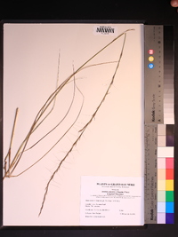 Aristida palustris image