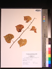 Vitis rotundifolia image