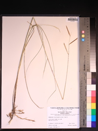 Spartina patens image