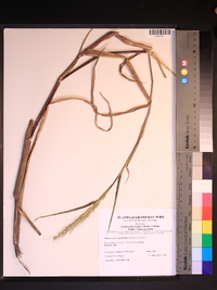 Echinochloa walteri image