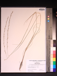 Aristida stricta image