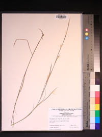 Andropogon ternarius image