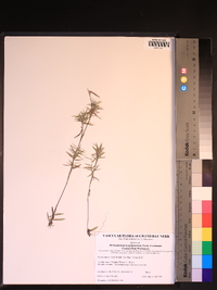 Dichanthelium acuminatum subsp. longiligulatum image