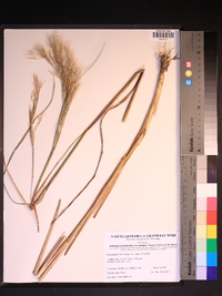 Andropogon glomeratus var. pumilus image