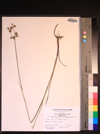 Juncus megacephalus image