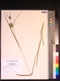 Carex lonchocarpa image