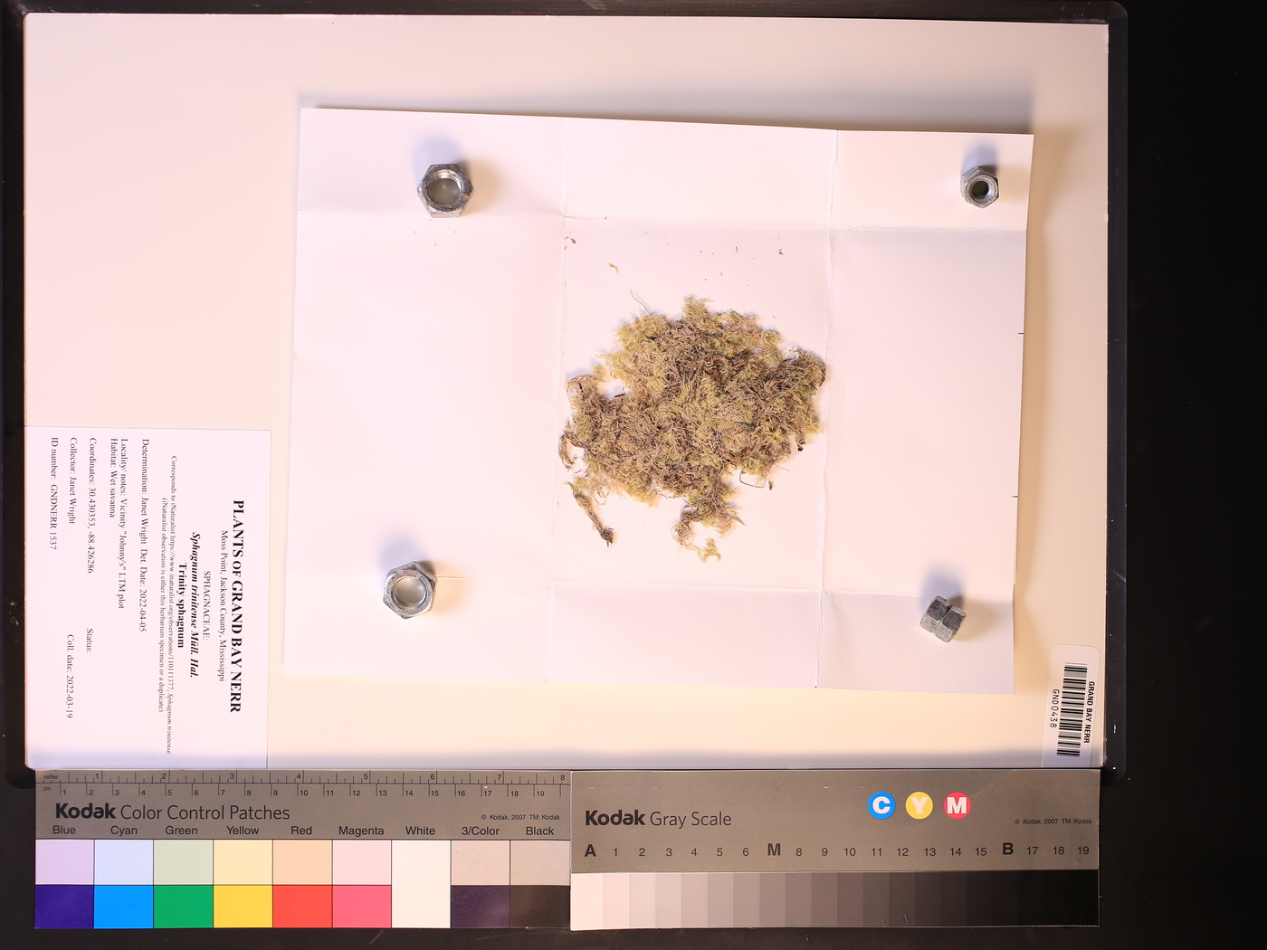 Sphagnum trinitense image