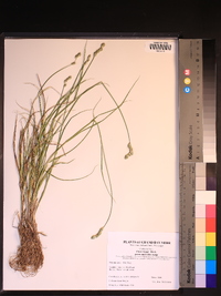 Carex longii image