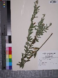 Lespedeza capitata image