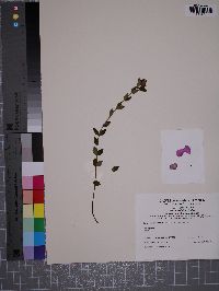 Rhexia petiolata image